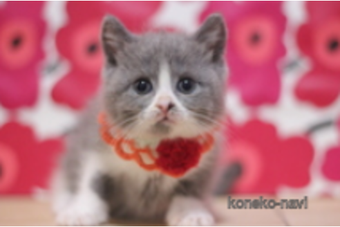 成約済の東京都のマンチカン-74022